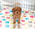 Small #14 Cavapoo (Miniature)-Poodle (Toy) Mix