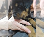 Small #2 Rottweiler