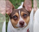 Small Photo #4 Rat Terrier Puppy For Sale in Atlanta, GA, USA