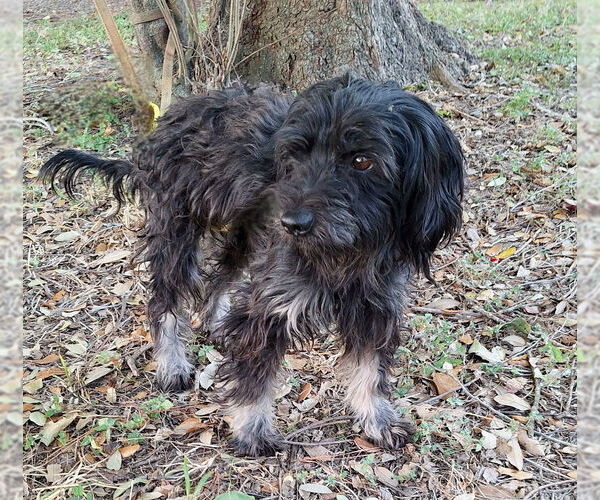 Medium Photo #3 Mutt Puppy For Sale in Missouri City, TX, USA