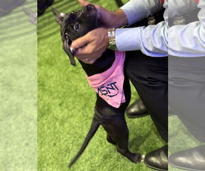 American Bulldog-Unknown Mix Dogs for adoption in Sanford, FL, USA