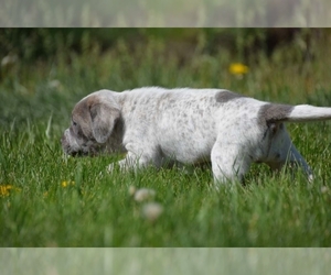 Medium Australian Cattle Dog-Treeing Walker Coonhound Mix