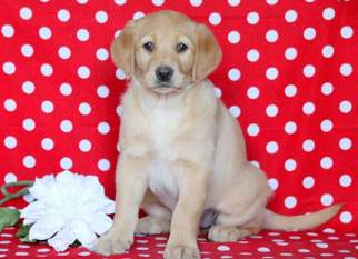 Golden Labrador Puppy for sale in MOUNT JOY, PA, USA