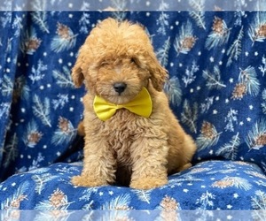 Goldendoodle (Miniature) Puppy for sale in LAKELAND, FL, USA