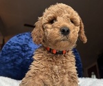 Small Photo #16 Goldendoodle (Miniature) Puppy For Sale in SAN FERNANDO, CA, USA