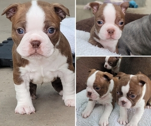 Boston Terrier Puppy for sale in SANTA CRUZ, CA, USA