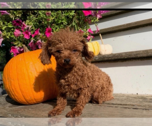 Father of the Poodle (Toy) puppies born on 05/01/2025