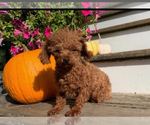 Small Photo #1 Poodle (Toy) Puppy For Sale in MATTOON, IL, USA