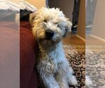 Small Photo #2 Soft Coated Wheaten Terrier Puppy For Sale in ELLENSBURG, WA, USA