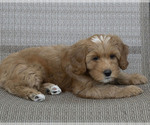 Puppy Heidi Cavapoo (Miniature)-Goldendoodle Mix