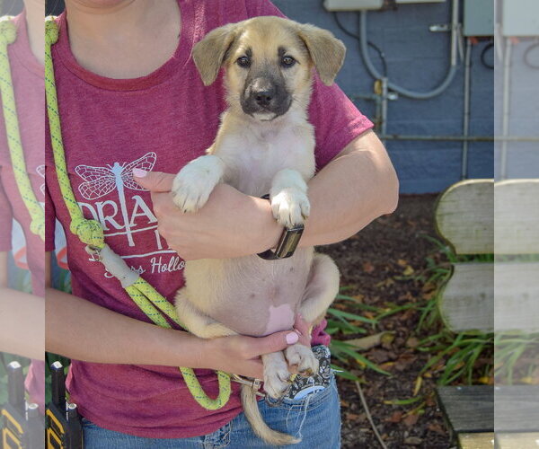 Medium Photo #3 Gerberian Shepsky Puppy For Sale in Huntley, IL, USA