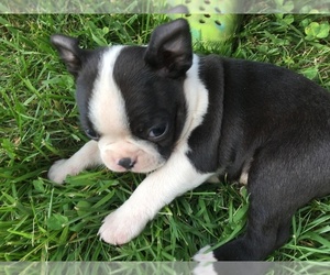 Boston Terrier Puppy for sale in RUTHERFORDTON, NC, USA