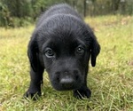 Small #1 Shepradors