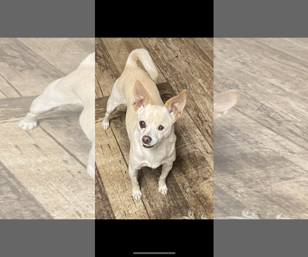 Medium Photo #1 Chihuahua Puppy For Sale in ft lauderdale, FL, USA