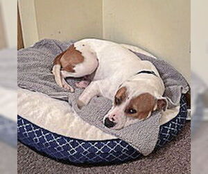 Wiley - Male American Bulldog-American Staffordshire Terrier Mix Dog for Adoption - Photo #6