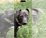 Small #1 Mutt