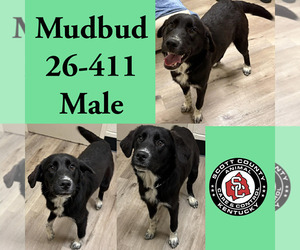 Labrador Retriever-Unknown Mix Dogs for adoption in Georgetown, KY, USA