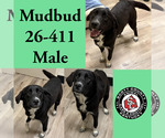 Small Labrador Retriever Mix