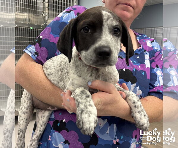 Medium Photo #2 Mutt Puppy For Sale in Washington, DC, USA