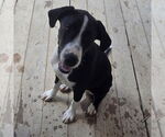 Small Labrador Retriever Mix