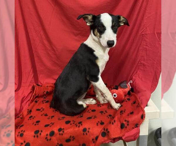 Medium Photo #1 Border Collie Puppy For Sale in Modesto, CA, USA