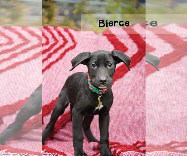 Medium Photo #2 Mutt Puppy For Sale in Sandy, UT, USA