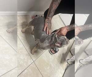 French Bulldog Puppy for sale in CAPE CORAL, FL, USA