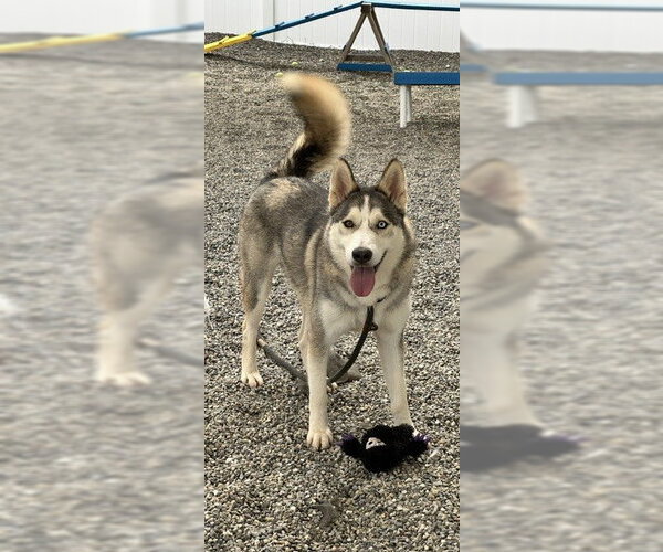 Medium Photo #4 Siberian Husky-Unknown Mix Puppy For Sale in Rockaway, NJ, USA