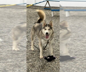 Kevin SCAS - Male Siberian Husky-Unknown Mix Dog for Adoption - Photo #4