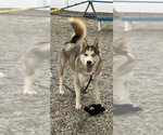 Small #3 Siberian Husky Mix