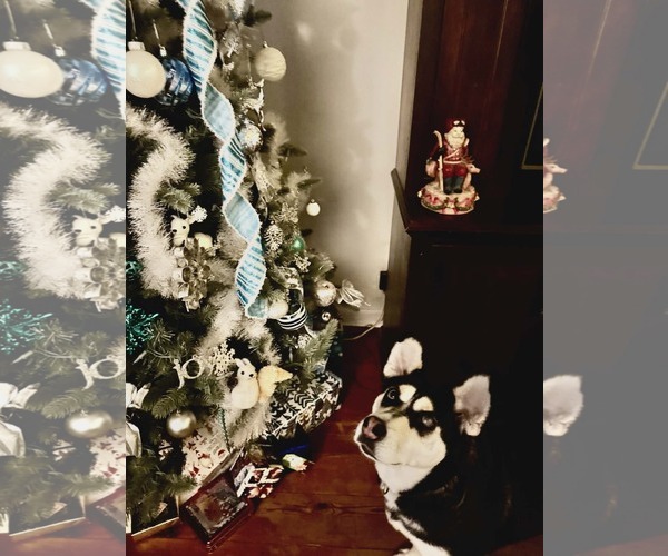 Medium Photo #6 Siberian Husky-Unknown Mix Puppy For Sale in Holly Springs, NC, USA