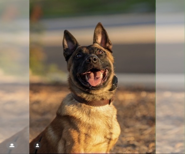 Medium Photo #1 Belgian Malinois Puppy For Sale in VACAVILLE, CA, USA