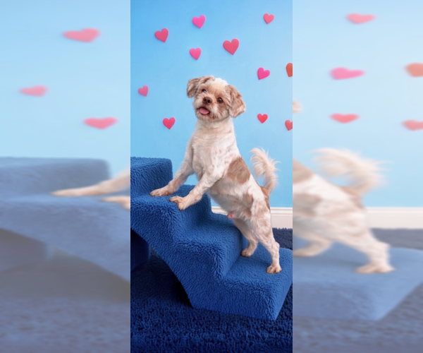 Medium Photo #3 Shih Tzu Puppy For Sale in Weston, FL, USA