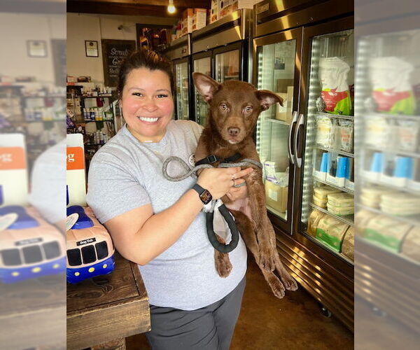 Medium Photo #5 Mutt Puppy For Sale in San Juan Capistrano, CA, USA