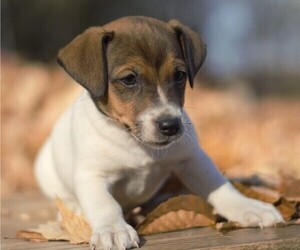 Jack Russell Terrier Puppy for sale in ORRVILLE, OH, USA