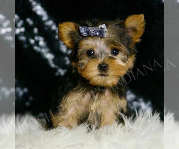 Medium Photo #2 Yorkshire Terrier Puppy For Sale in WARSAW, IN, USA