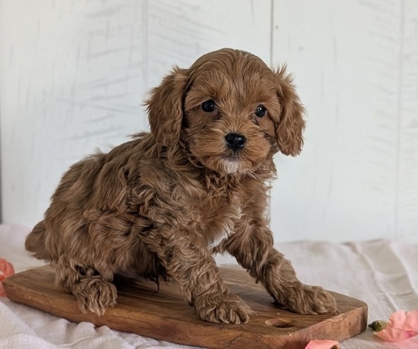 Medium Photo #42 Cavapoo (Miniature) Puppy For Sale in GOSHEN, IN, USA