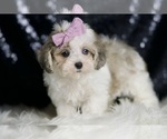Small #1 Maltipoo