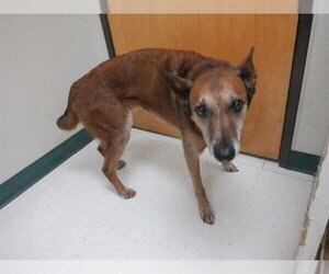 Mutt Dogs for adoption in Oroville, CA, USA