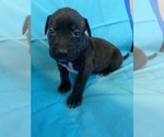 Small Photo #4 American Pit Bull Terrier Puppy For Sale in MIAMI, FL, USA