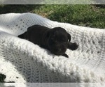 Small Photo #2 Schnauzer (Miniature) Puppy For Sale in NIANGUA, MO, USA