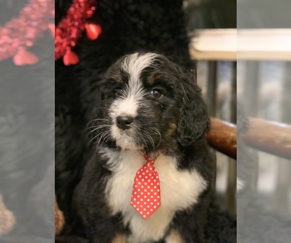 Medium Photo #2 Bernedoodle Puppy For Sale in DALE, IN, USA