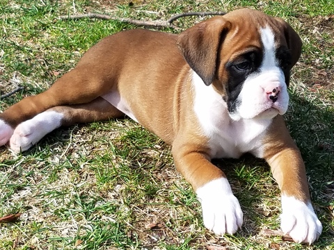 Medium Photo #1 Boxer Puppy For Sale in SUCCASUNNA, NJ, USA