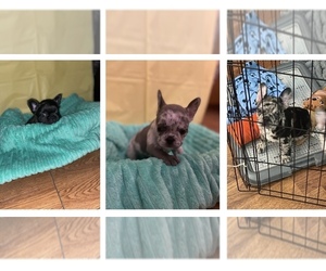 French Bulldog Puppy for sale in HAWTHORNE, CA, USA