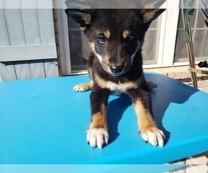 Shiba Inu Puppy for sale in KANSAS CITY, MO, USA