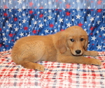 Small Golden Retriever