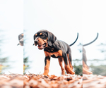 Small Photo #9 Catahoula Leopard Dog Puppy For Sale in WILSONVILLE, OR, USA