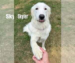 Great Pyrenees-Unknown Mix Dogs for adoption in Houston, TX, USA