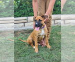 Small #6 Boxador