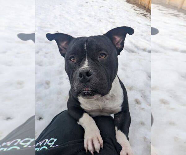 Medium Photo #1 American Bulldog-Unknown Mix Puppy For Sale in Muskegon, MI, USA